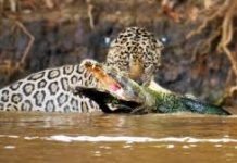 فيديو: معركة شرسة بين نمر وتمساح